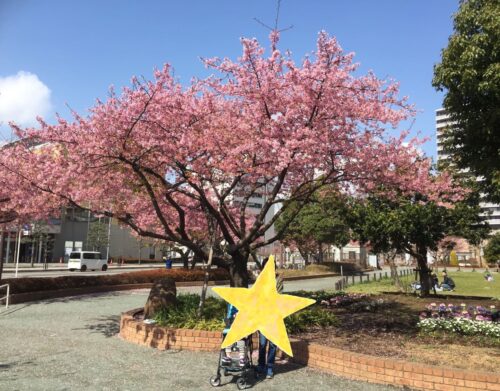 橋本公園の河津桜